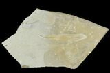 Fossil Eucalyptus Leaf - Green River Formation, Utah #118004-1